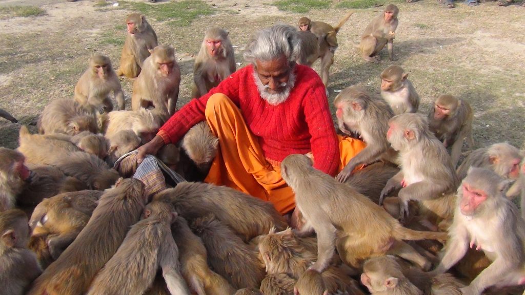 Shyam Sadhu, seated outdoors in Raebareli, feeding a group of monkeys gathered closely around him.
