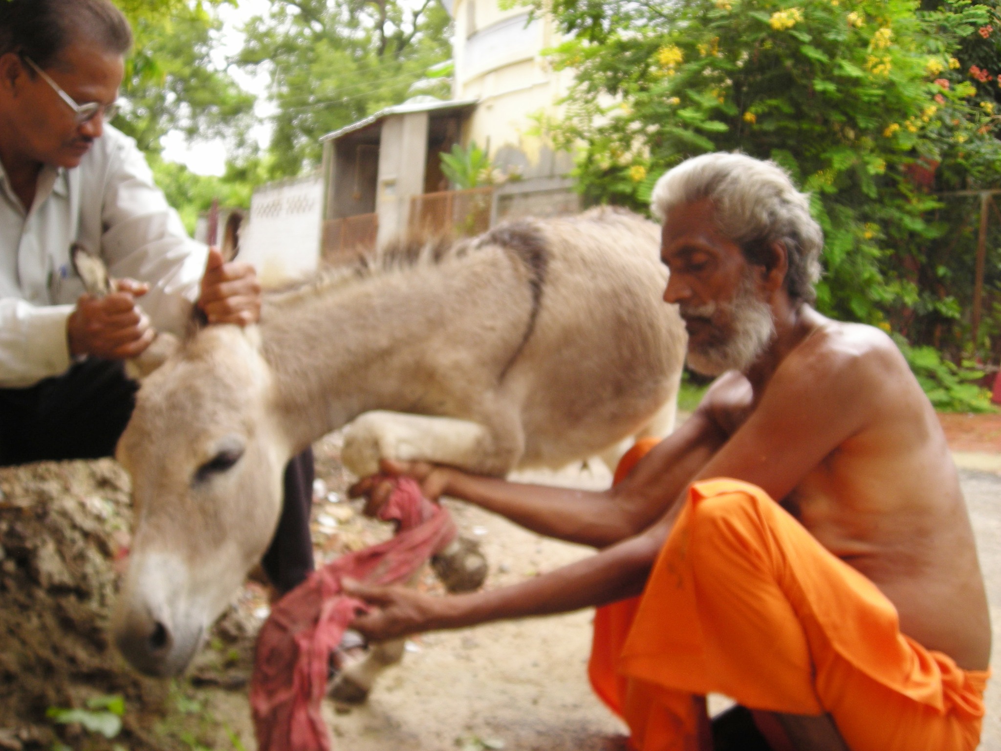 Shyam Sadhu and a helper attending to an injured donkey outdoors.