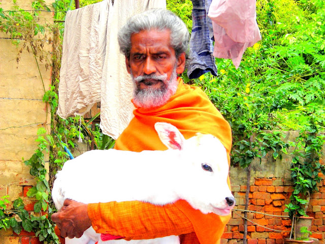 Shyam Sadhu holding a young calf, wearing his characteristic orange shawl.