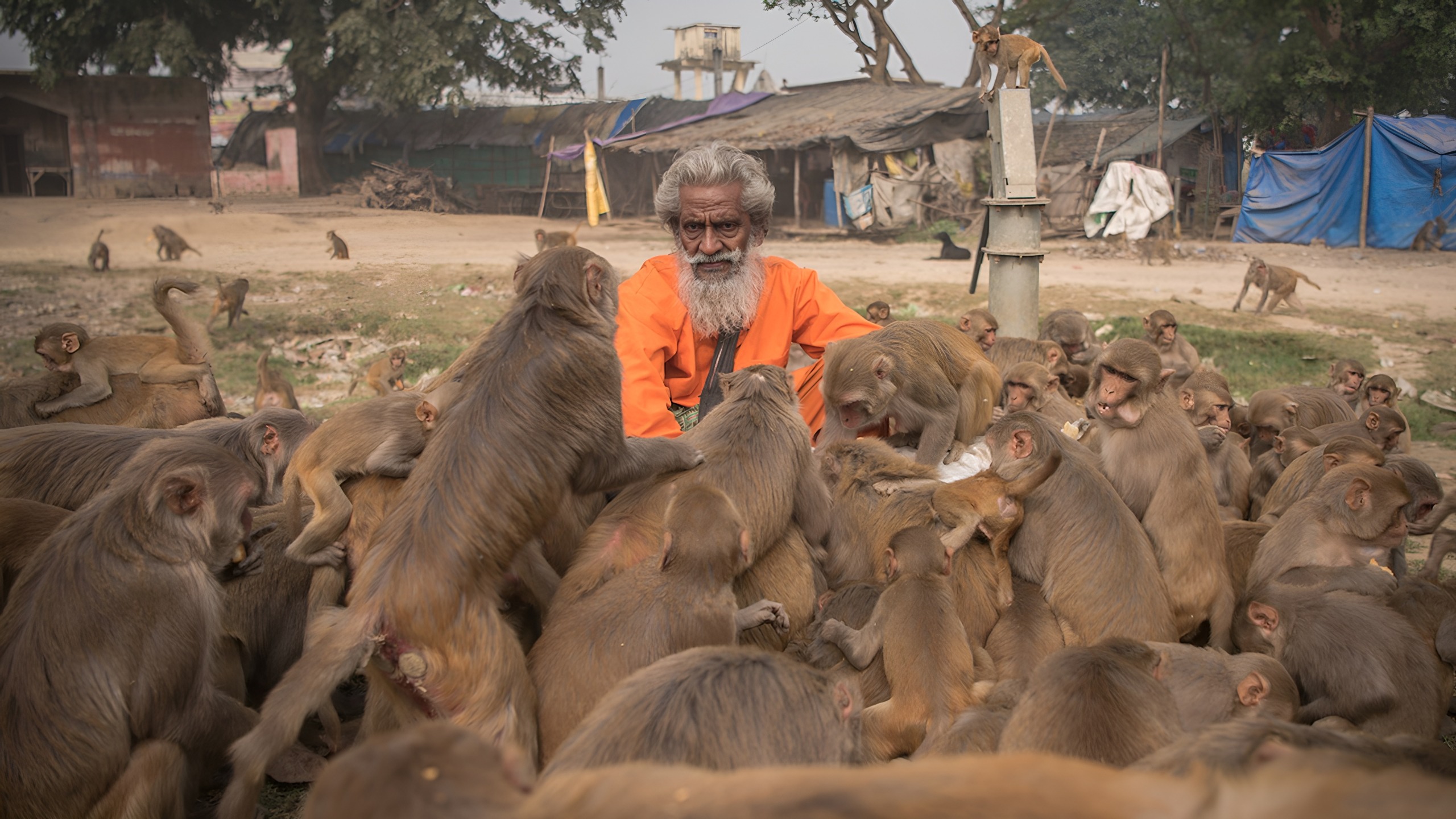 Dozens of monkeys gathered closely around Shyam Sadhu during Vanarbhoj in Raebareli.