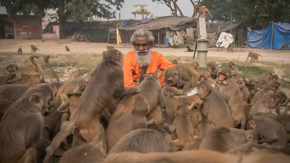 Dozens of monkeys gathered closely around Shyam Sadhu during Vanarbhoj in Raebareli.